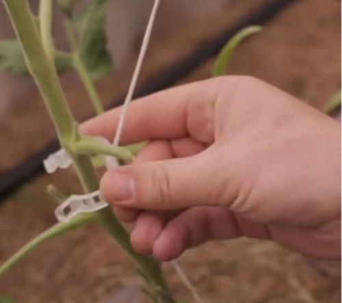 картинка Садовые клипсы (зажимы для фиксации) 23мм для подвязывания растений 100 шт от магазина Интерком-НН фото 2