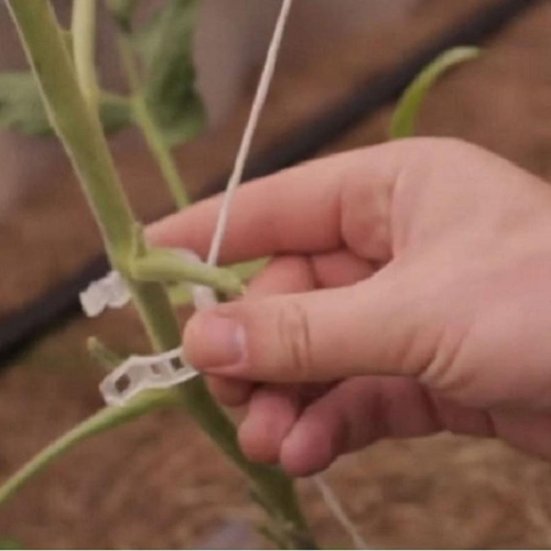 картинка Садовые клипсы (зажимы для фиксации) 25мм для подвязывания растений 50 шт от магазина Интерком-НН